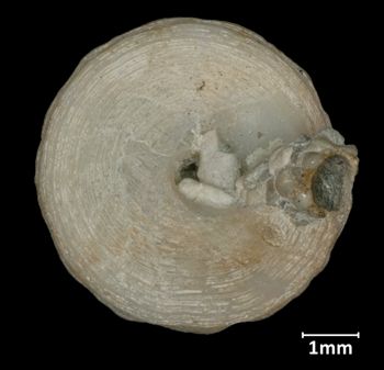 Media type: image;   Malacology 7453 Aspect: basal